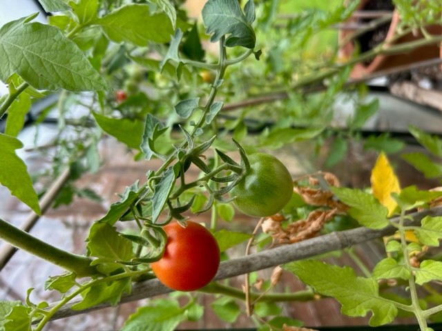 Image from Abi1.jpg